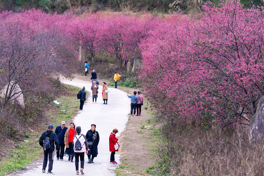 春节期间，厦门鳌冠的樱花园喜迎八方宾客。戴美珍摄
