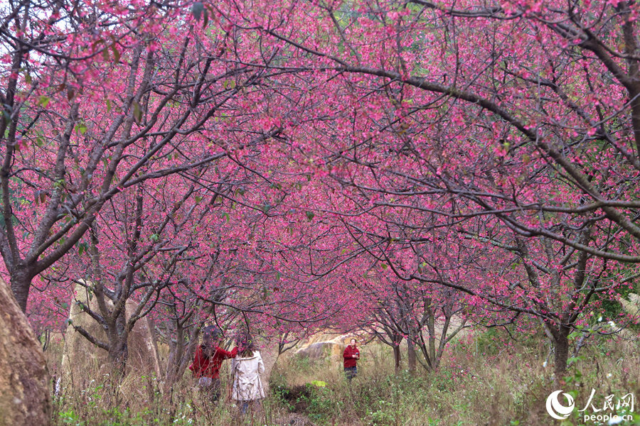 樱花园中满眼皆是浪漫粉色相伴。人民网记者 陈博摄