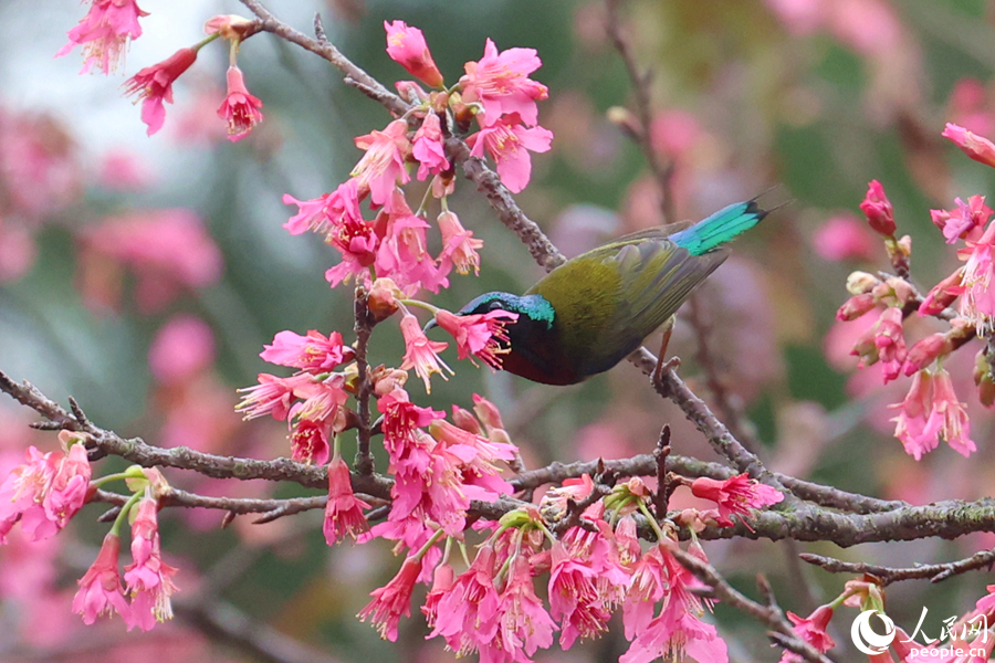 羽毛艳丽的叉尾太阳鸟在樱花树上觅食。人民网记者 陈博摄