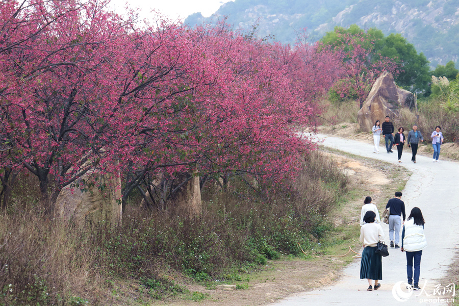 樱花与市民游客相映成画。人民网记者 陈博摄