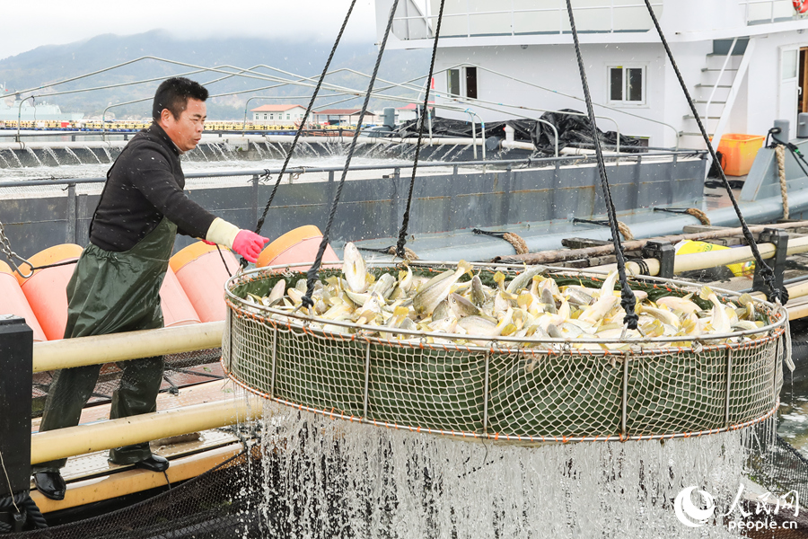 养殖工人正在将大黄鱼打捞上秤。人民网 陈永整摄