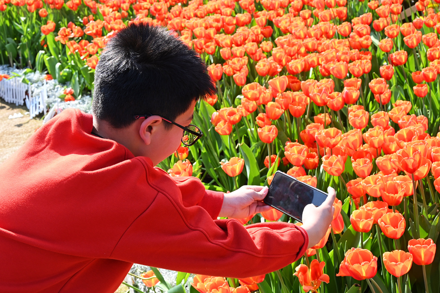小男孩用手机拍摄郁金香花朵。陈明忠摄