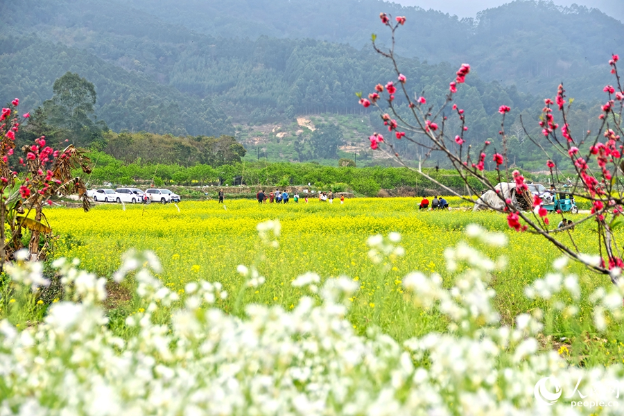 油菜花海裡，慕名而來的游客暢快游玩。人民網 李昌乾攝