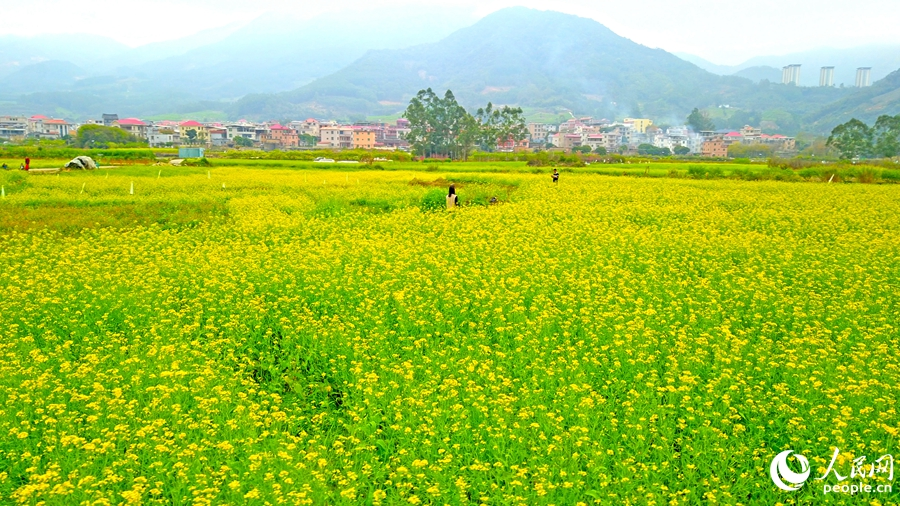 層層疊疊的油茶花海猶如大地鋪金。人民網 李昌乾攝