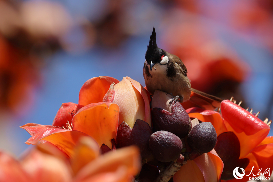 红耳鹎在木棉花朵上觅食。人民网记者 陈博摄