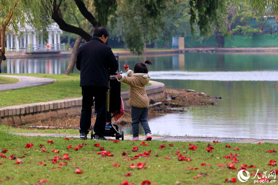 厦门南湖公园中，小女孩在草地上捡拾掉落的木棉花朵。人民网记者 陈博摄