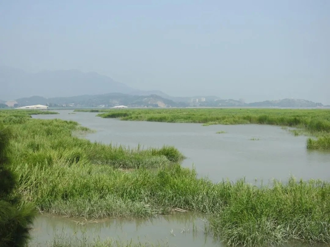 互花米草入侵闽江河口湿地。