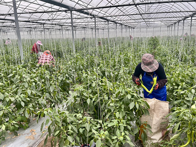 福清市绿叶农业发展有限公司大棚种植基地采摘图。陈凯婷摄