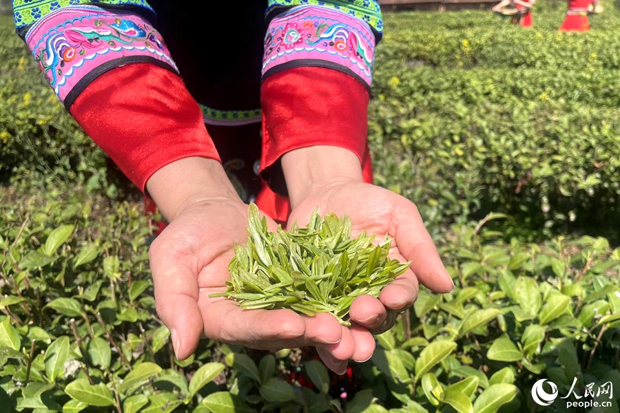 身着畲族服饰的采茶女展示采摘的茶叶。人民网记者 林盈摄