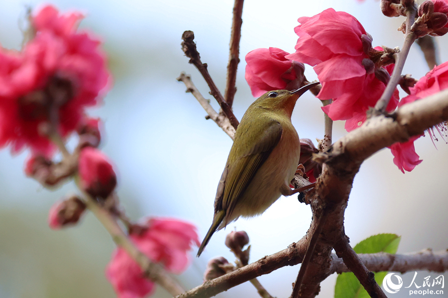 叉尾太阳鸟在桃树枝头吸食花蜜。人民网记者 陈博摄