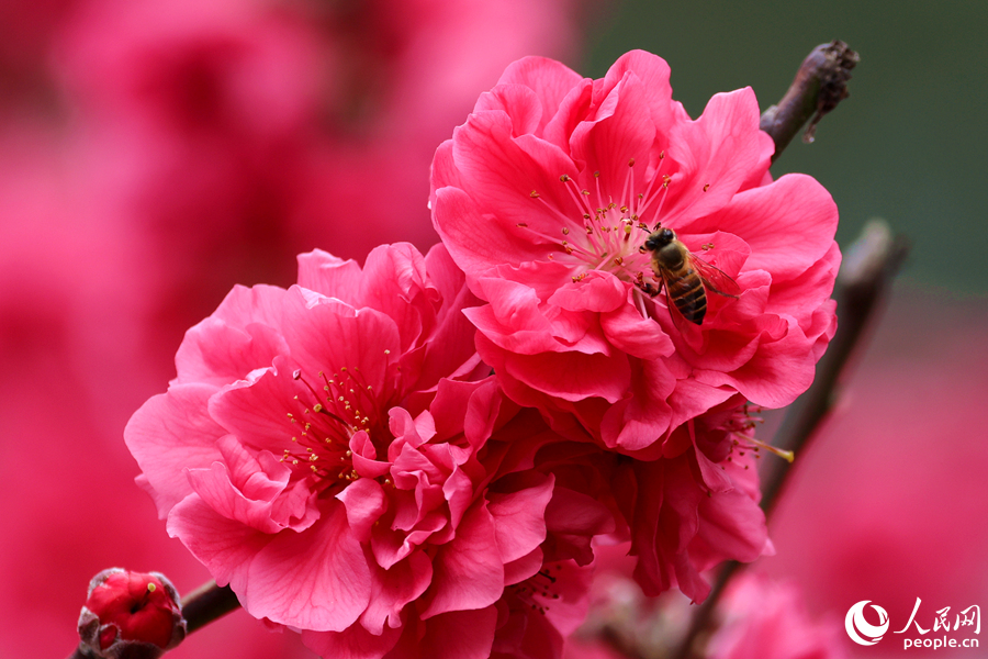 成群蜜蜂在桃花间流连。人民网记者 陈博摄