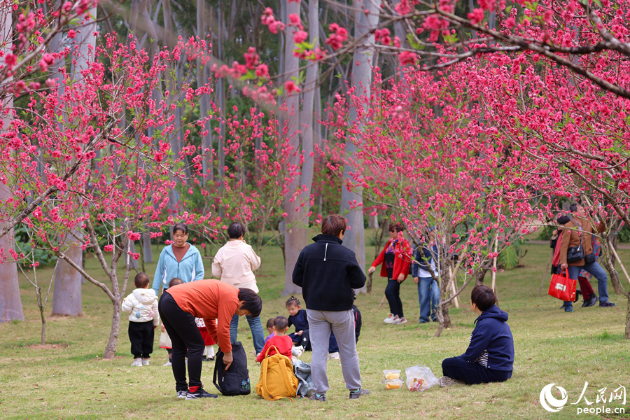 市民游客在桃树下享受午后暖阳。人民网记者 陈博摄
