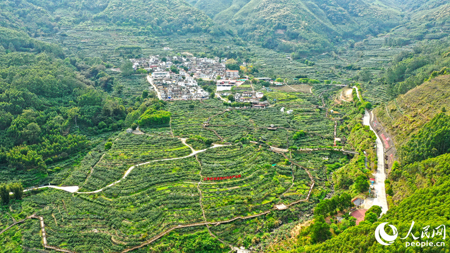 目前，云霄县枇杷种植面积达8万亩，有效赋能乡村振兴。人民网 李昌乾摄