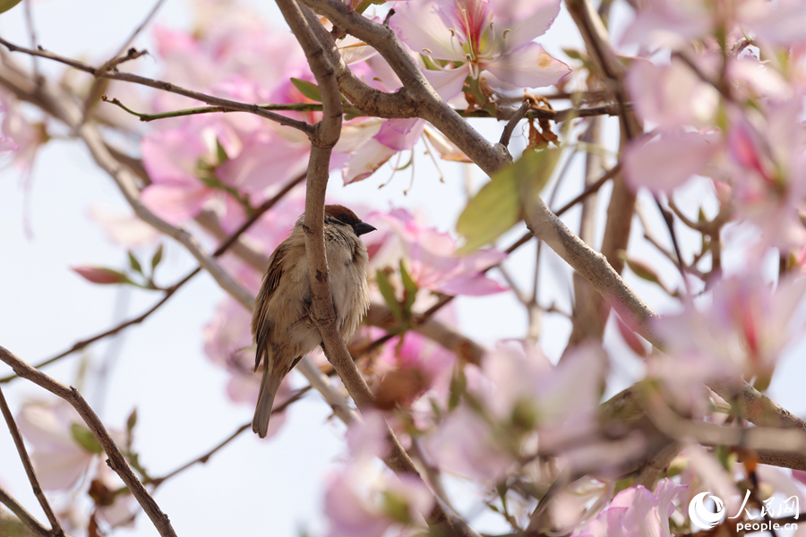 厦门南湖公园中，麻雀在宫粉羊蹄甲枝头停留。人民网记者 陈博摄