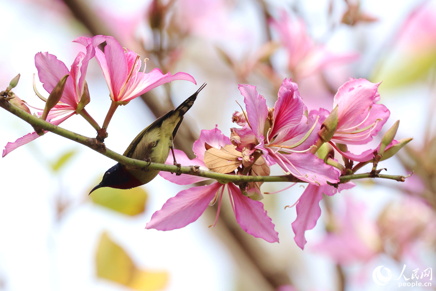 厦门白鹭洲公园中，叉尾太阳鸟在粉花枝头啼鸣。人民网记者 陈博摄