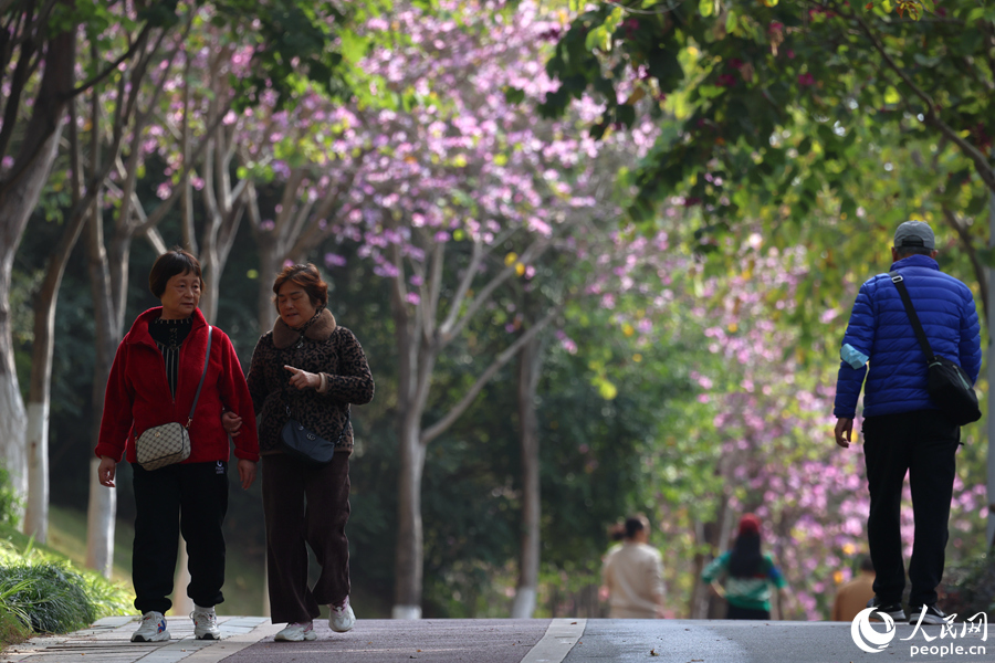 厦门湖里虎头山公园，市民游客在宫粉羊蹄甲树下健身散步。人民网记者 陈博摄