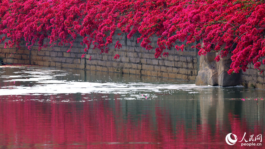 三角梅花海與池中倒影相映成畫。人民網記者 陳博攝