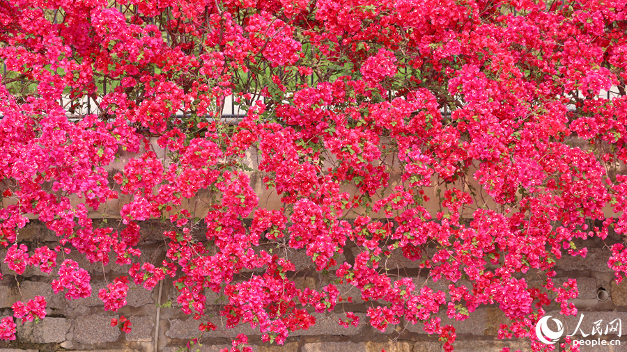 盛開的三角梅從池畔傾瀉而下，如同瀑布一般。人民網記者 陳博攝
