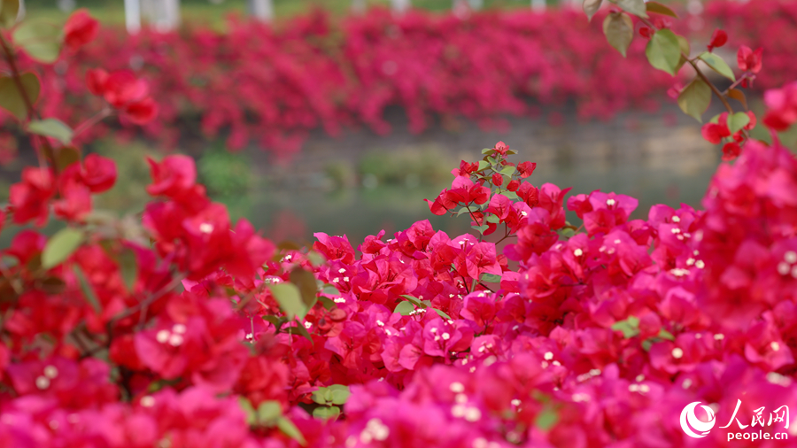 月美池四周花紅水綠美如畫。人民網記者 陳博攝