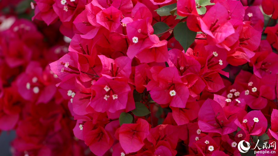 月美池公園的三角梅花期將持續至5月底。人民網記者 陳博攝