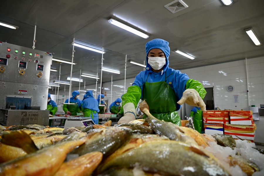 生产线上大黄鱼数量众多。