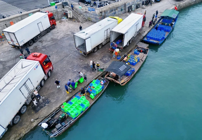 本批收获的海参一部分将被运往批发市场作为生鲜销售，大部分将被运往霞浦等地的加工厂