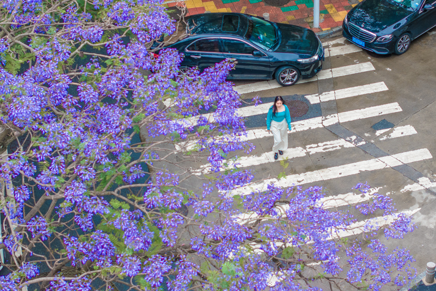 市民游客漫步藍花楹樹下。許秋珩攝