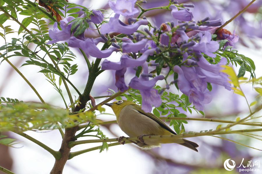 繡眼鳥在藍花楹枝頭覓食。人民網記者 陳博攝