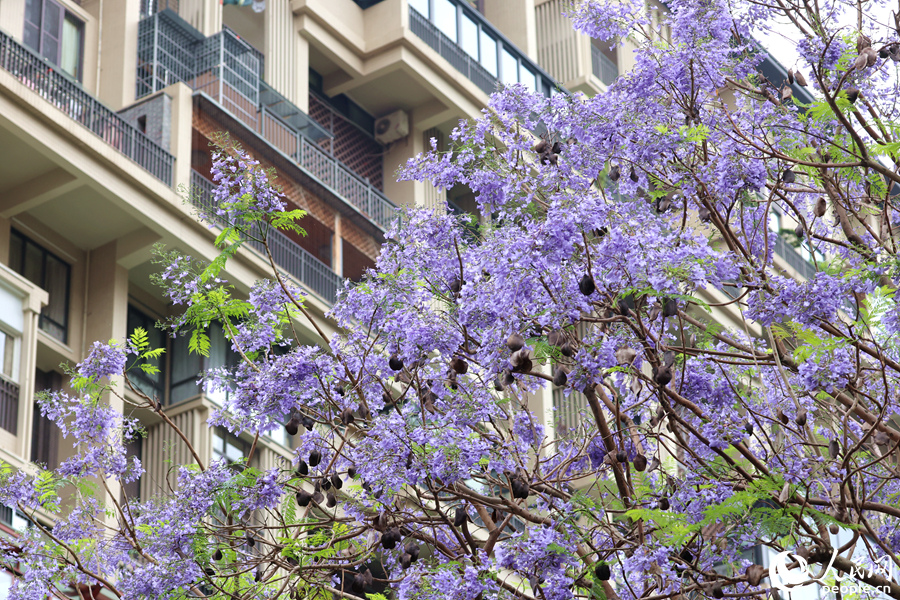藍紫色花朵隨風輕舞。人民網記者 陳博攝
