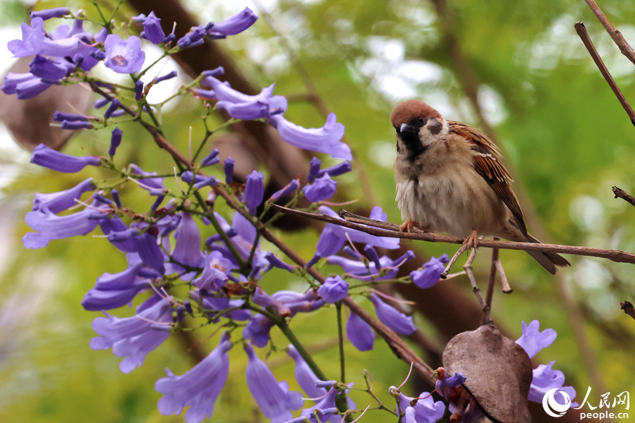 麻雀在藍花楹枝頭啼鳴。人民網記者 陳博攝