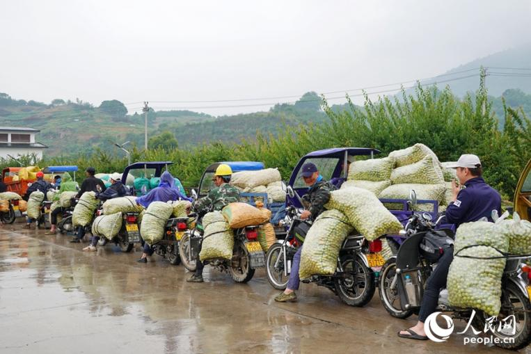 下雨天，骑着摩托车的果农们在收购点前排起了长龙。人民网 杨灏昱摄