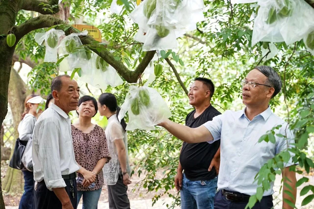 朱朝枝教授（右一）为云霄下河杨桃种植户实地讲解种植技术。图片来源《福建支部生活》