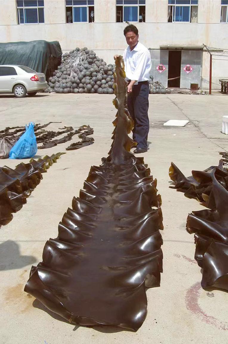 林哲龙查看新收获的海带。受访者供图