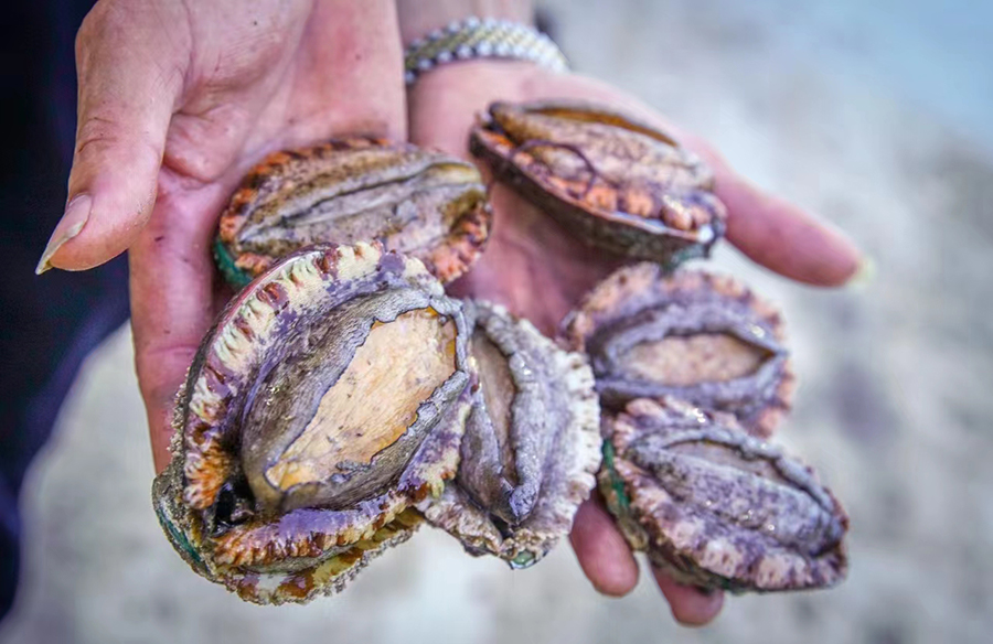 丰收的鲍鱼。连江县融媒体中心供图