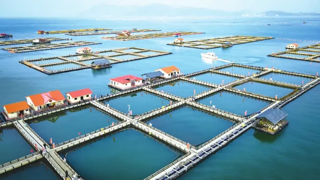 三都澳海上牧场。