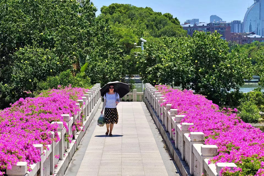 厦门筼筜湖畔三角梅“一路生花”。林丽华摄