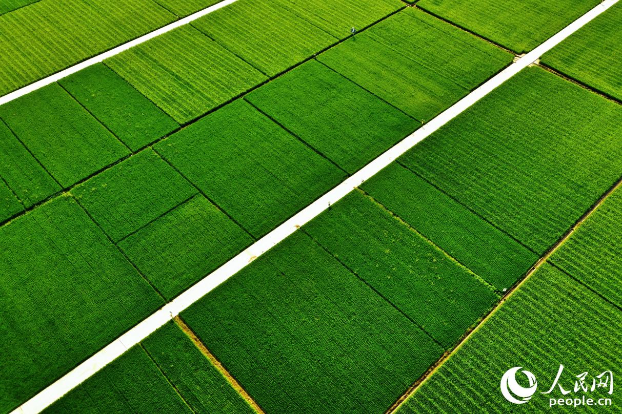 沃野平畴,阡陌纵横。人民网 李唯一摄