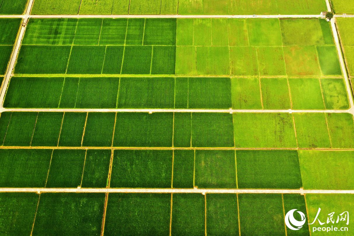 如今,美丽田园实现提质增效。人民网 李唯一摄