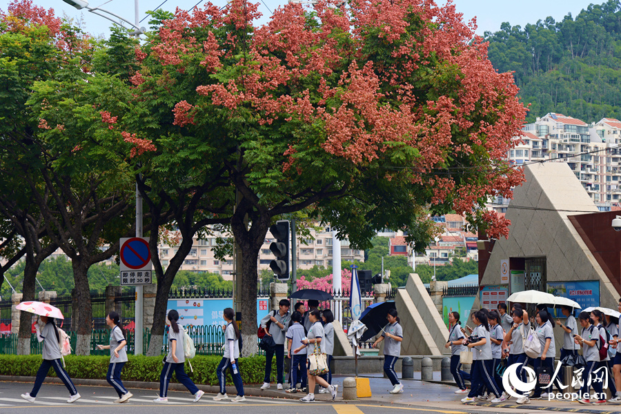 放学时分，学生们在栾树下有序过马路。人民网记者 陈博摄