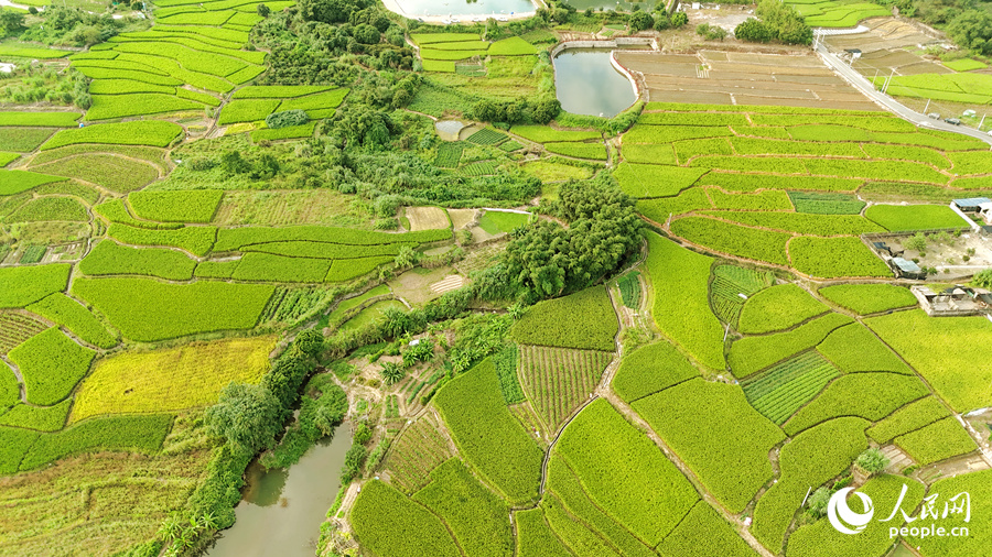 俯瞰田头村,稻田呈现不同颜色,犹如一块“调色板”。人民网记者 陈博摄