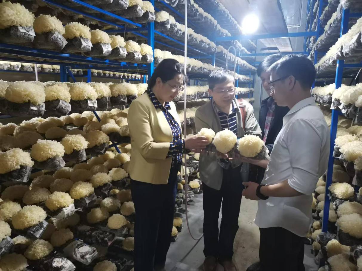 福建农林大学（古田）菌业研究院研发人员在工作中，左一为孙淑静。受访者供图