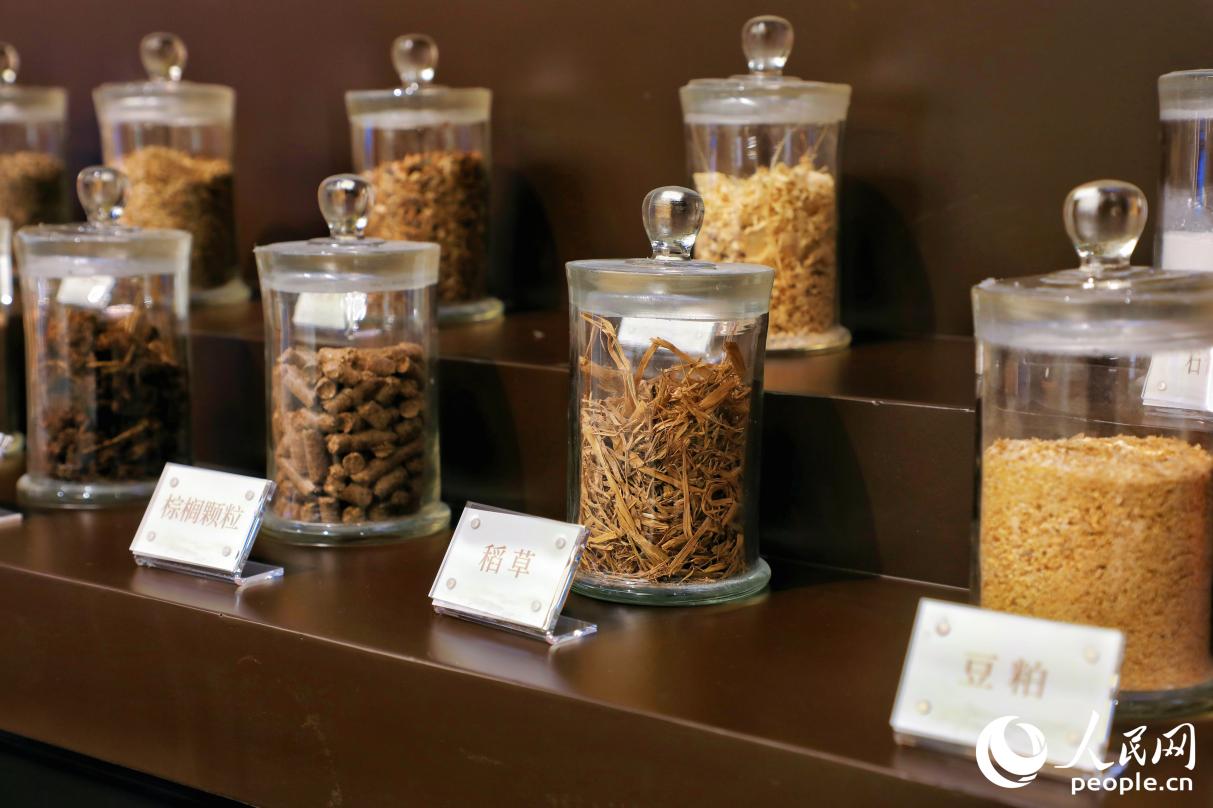 早期古田人将稻草、竹屑等作为木屑的替代品,解决了种植食用菌时面临的“菇林矛盾”。人民网 李唯一摄