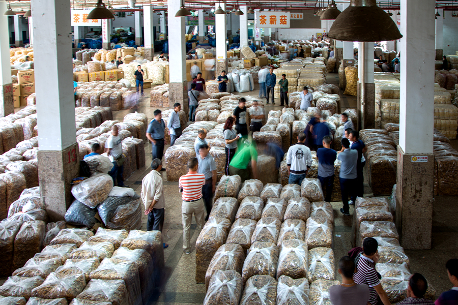 古田是国内开发品种最齐全的食用菌生产基地县。陈秀玉摄