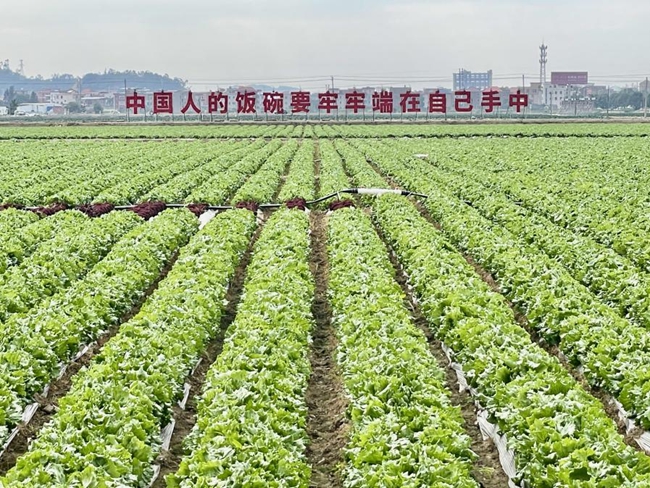 位于走马埭现代农业示范区的“酸化土壤施用玛塔土壤调理剂固碳减排示范项目”