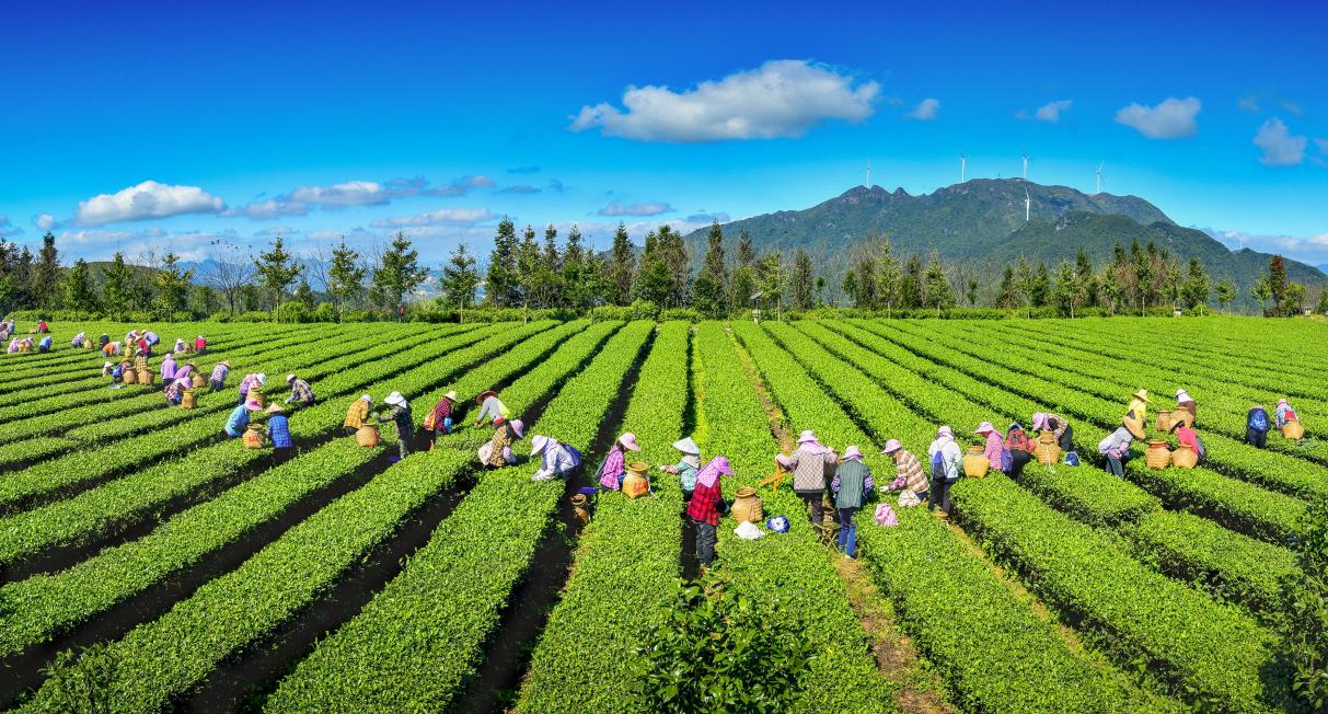 安溪茶农采茶忙。（资料图片）陈达水摄