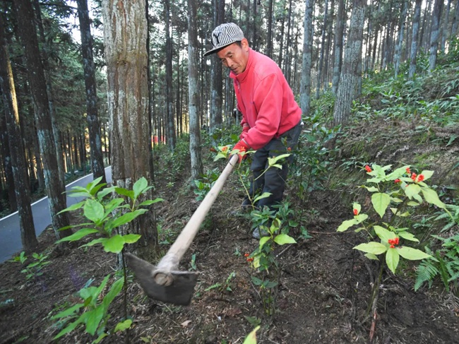 周寧縣黃振芳家庭林場林下種植草珊瑚