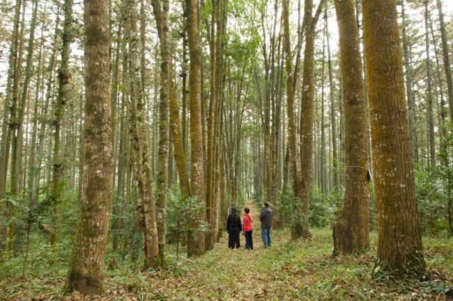 沙縣官庄國有林場生物防火林帶