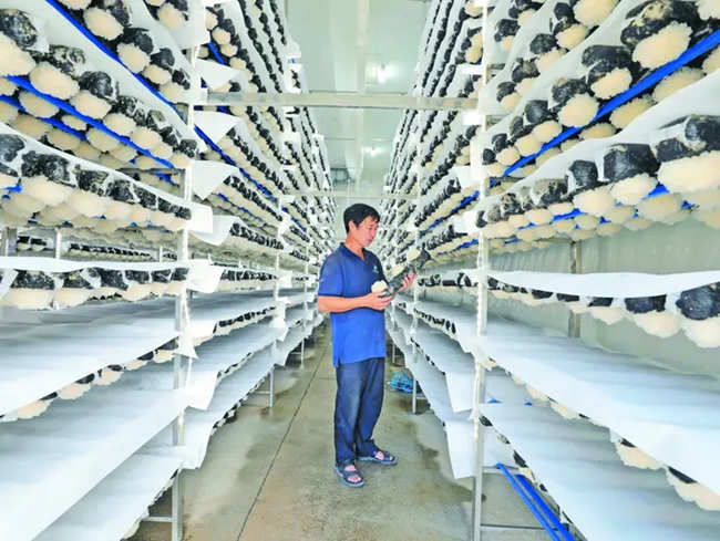 在坝头村食用菌生产基地,技术管理员在察看银耳长势。吴苏梅摄