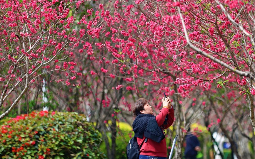 厦门：1000余株桃花争奇斗艳迎春开