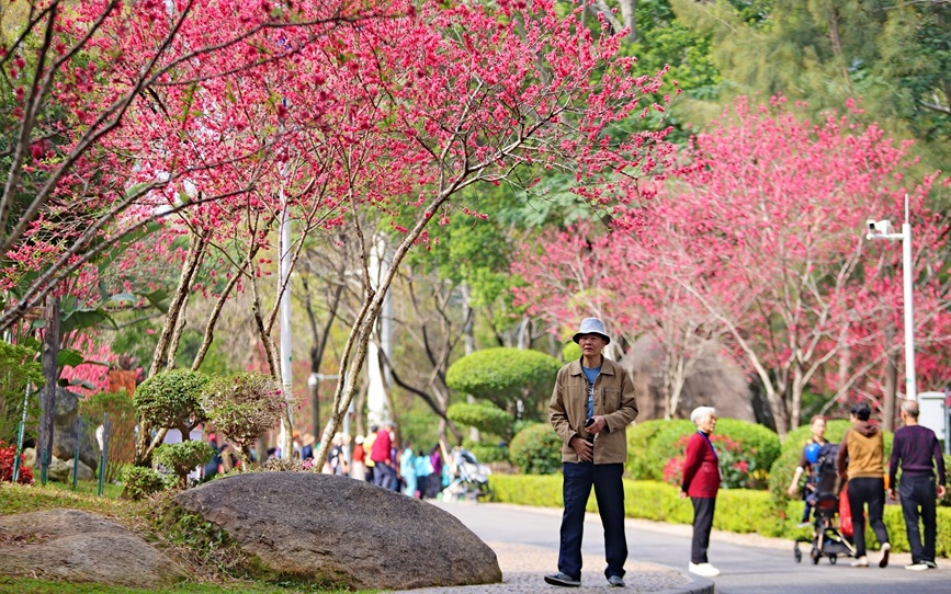 厦门：1000余株桃花争奇斗艳迎春开